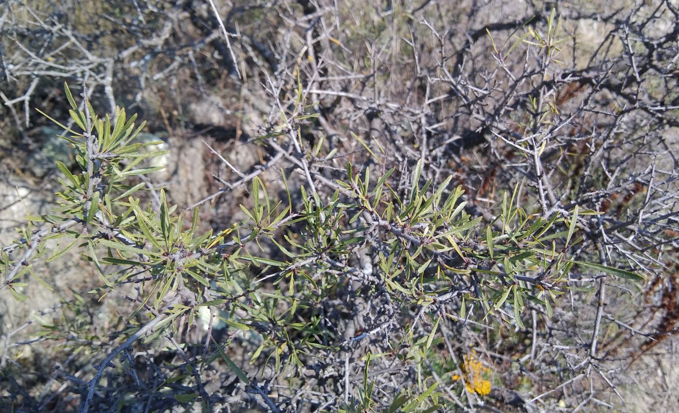 Image of Rhamnus erythroxyloides specimen.