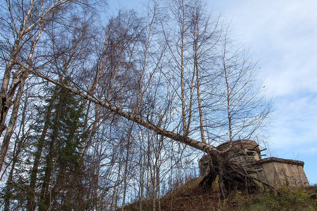 Image of Betula pendula specimen.