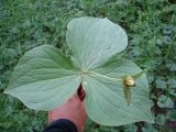 Trillium camschatcense. Плодоносящее растение. Камчатский край, Елизовский р-н, природный парк Налычево, каменнобёрезовый лес вдоль реки Пиначевка. Август 2009 г.