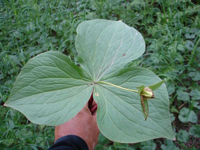 Image of Trillium camschatcense specimen.