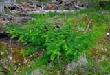 Caragana arborescens. Цветущее растение. Алтай, Катунский хребет, берег оз. Среднее Мультинское, ≈ 1600 м н.у.м., опушка хвойного леса. 03.07.2018.