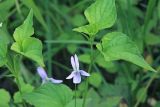 Viola acuminata