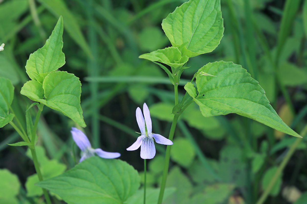 Image of Viola acuminata specimen.