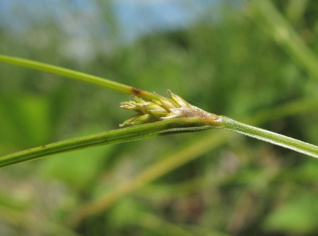 Изображение особи Carex remota.