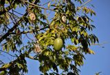 Ceiba speciosa. Верхушка ветви с незрелым и вскрывшимися плодами. Турция, Анталья, в культуре. 31.12.2018.