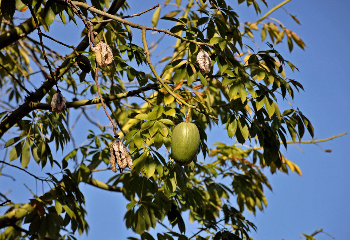 Изображение особи Ceiba speciosa.