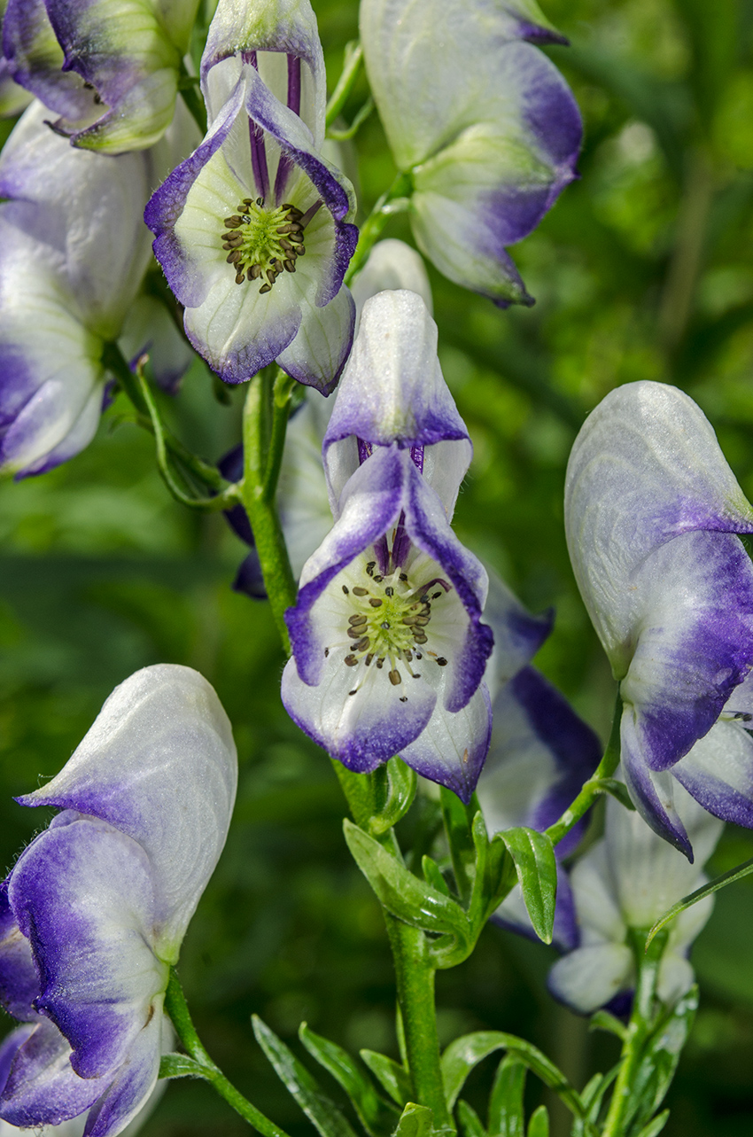 Изображение особи Aconitum &times; stoerkianum.