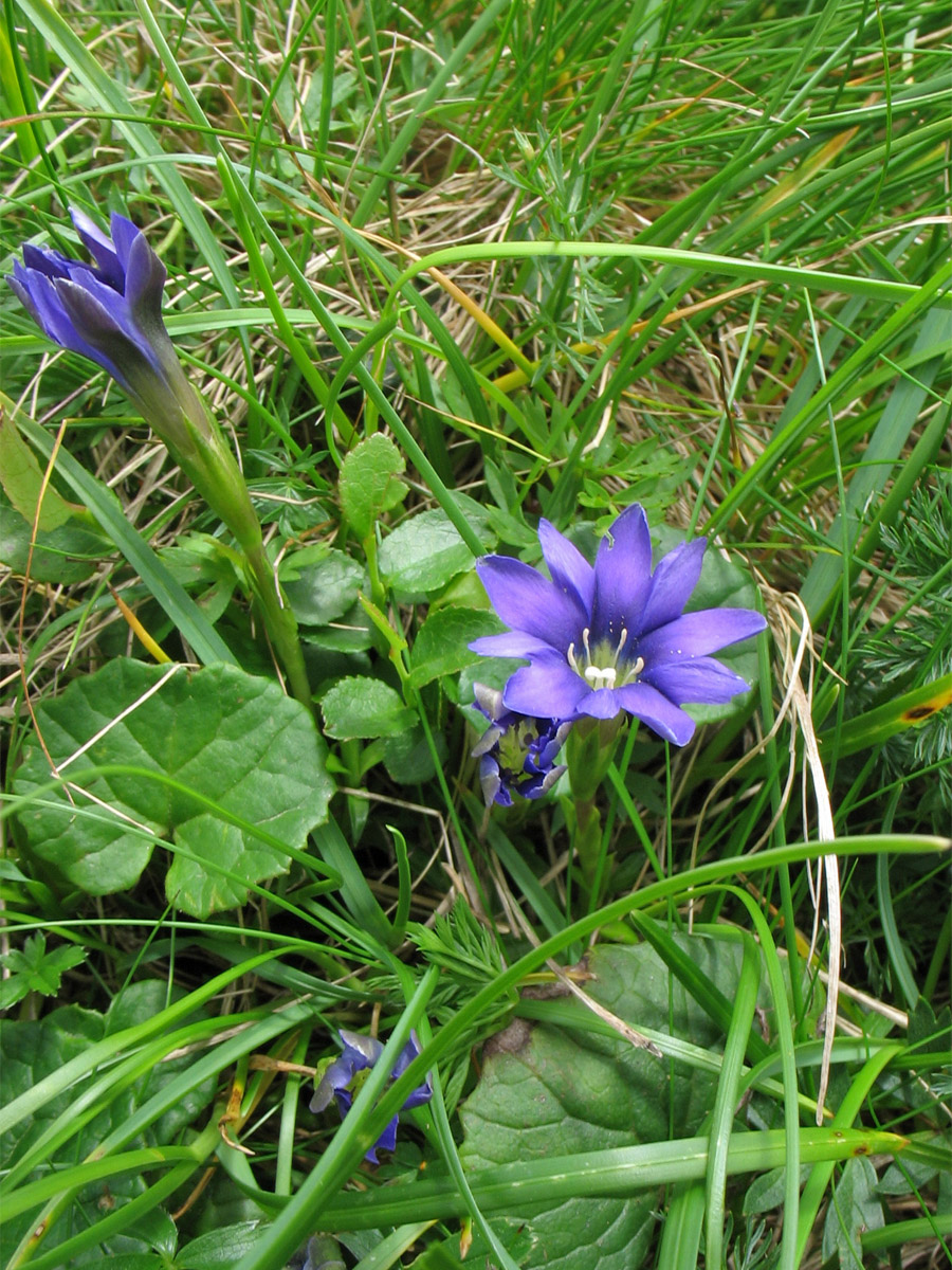 Image of Gentiana laciniata specimen.