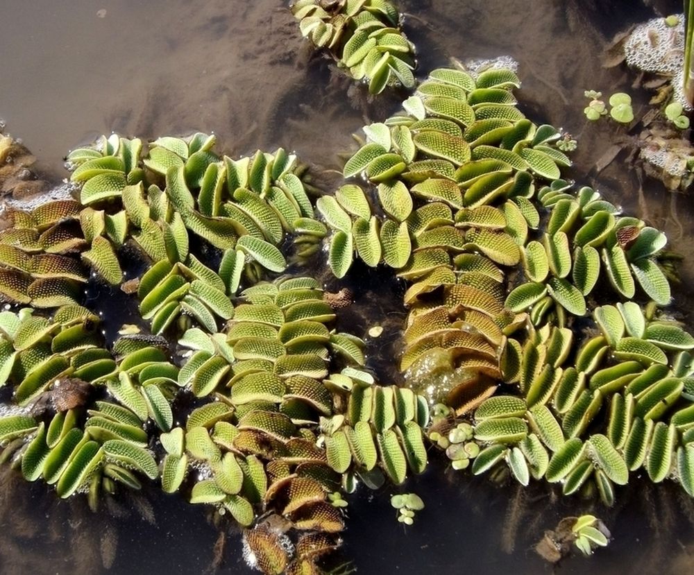 Image of Salvinia natans specimen.