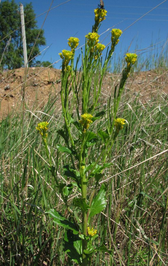 Image of Barbarea stricta specimen.