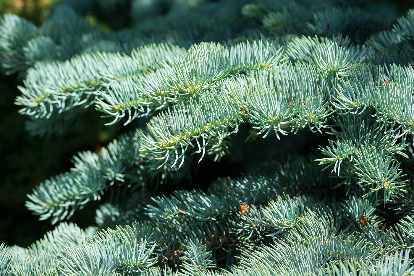 Image of Picea pungens f. glauca specimen.