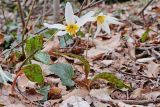 Erythronium caucasicum. Цветущие растения (в центре - лист Hedera). Краснодарский край, м/о г. Геленджик, Широкопшадская щель, истоки р. Куаго, буковый лес, высота н.у.м. ~ 700 м. 22.03.2019.