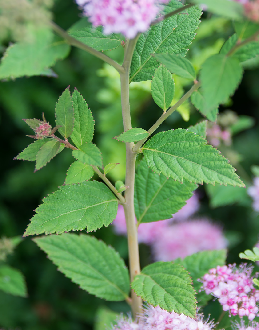 Изображение особи Spiraea japonica.