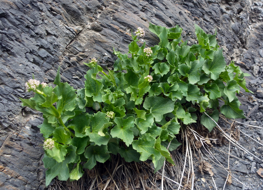 Изображение особи Valeriana alliariifolia.