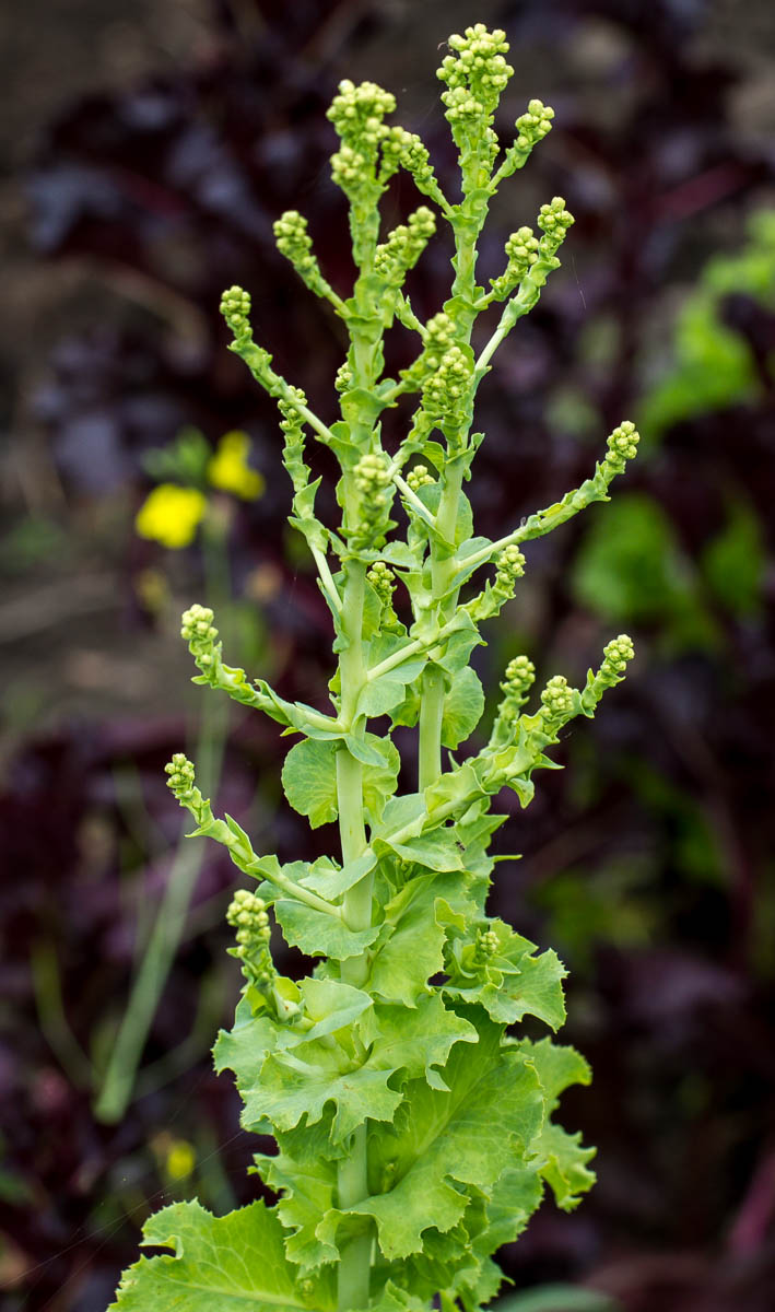 Image of Lactuca sativa specimen.