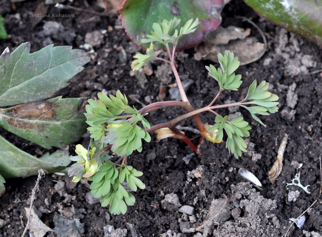 Image of Corydalis × allenii specimen.