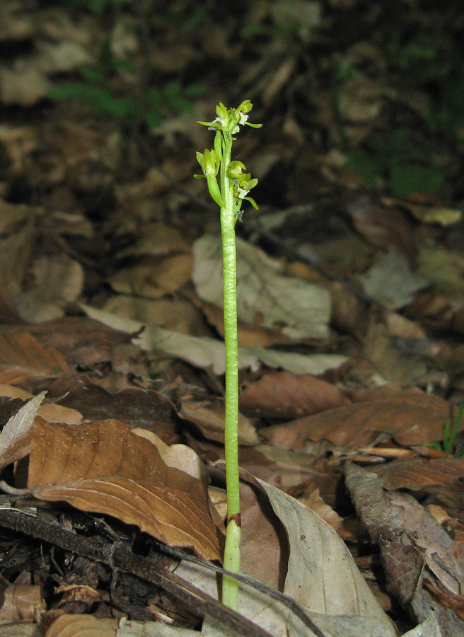 Image of Corallorhiza trifida specimen.