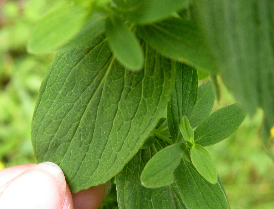 Image of Hypericum maculatum specimen.