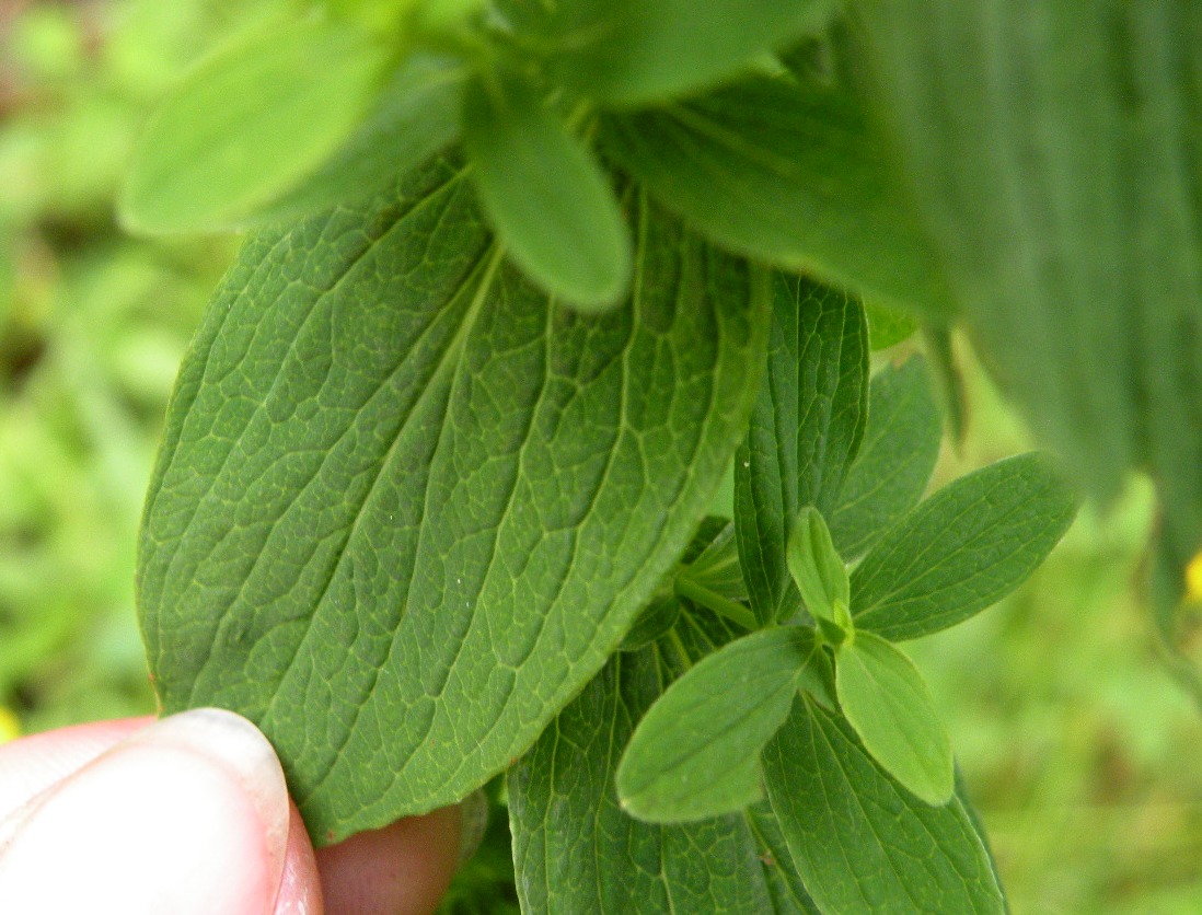 Изображение особи Hypericum maculatum.