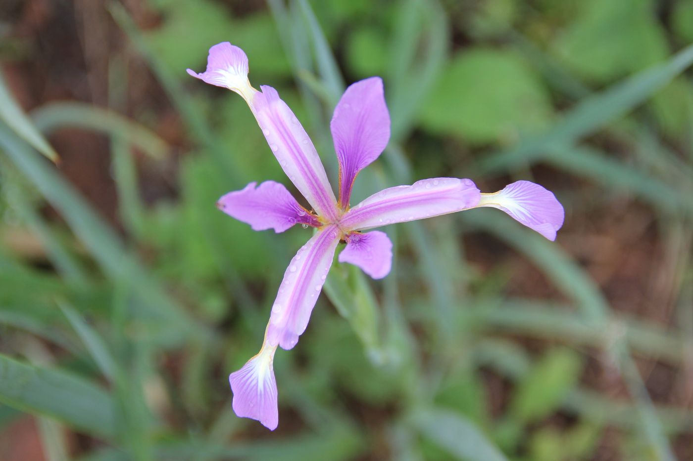 Image of Iris sogdiana specimen.