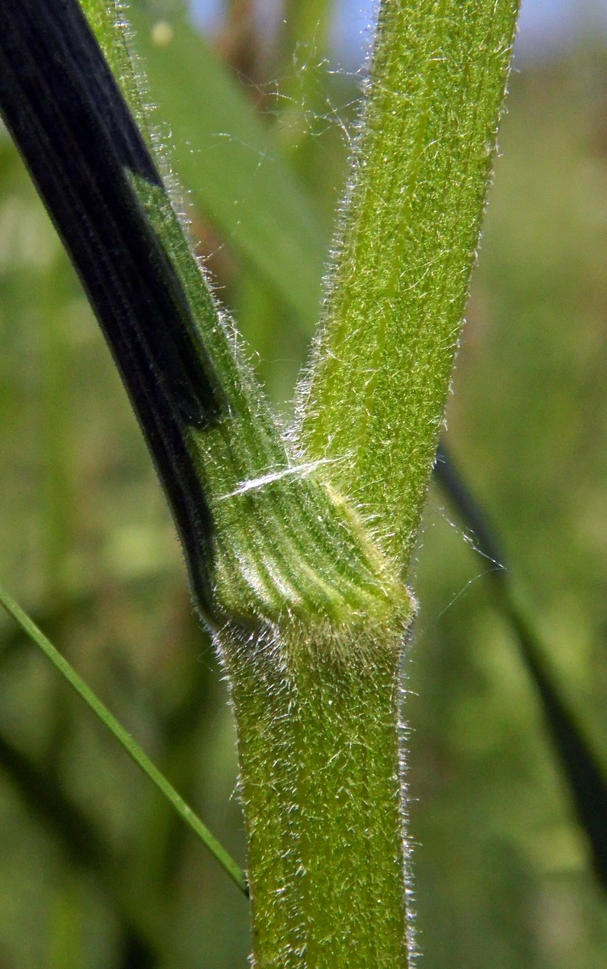 Image of Pastinaca pimpinellifolia specimen.