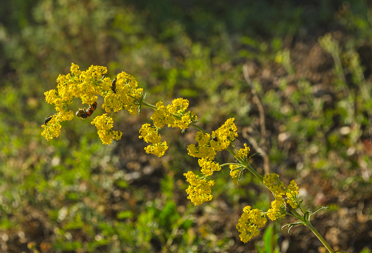 Изображение особи Galium verum.