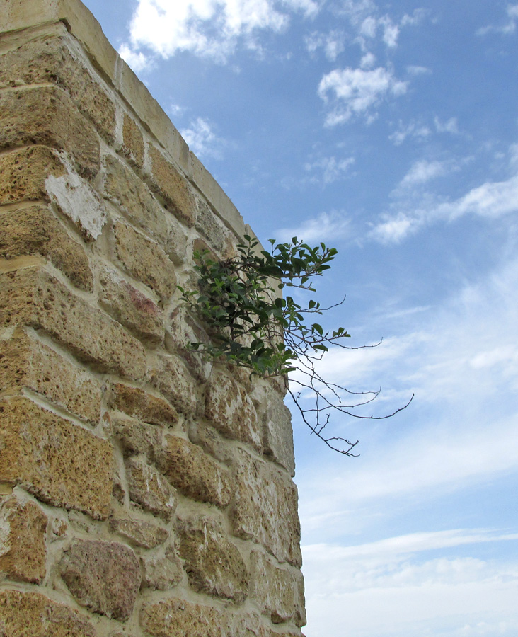 Image of Capparis herbacea specimen.