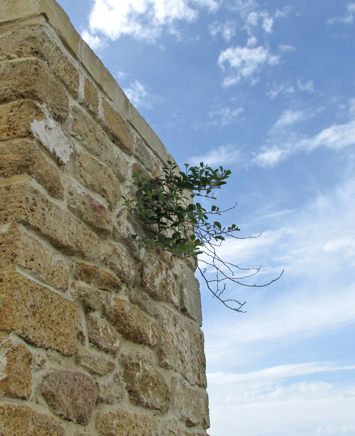 Изображение особи Capparis herbacea.