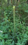 Pedicularis condensata. Верхушка цветущего и плодоносящего растения. Кабардино-Балкария, Эльбрусский р-н, долина р. Каяртысу, ок. 1700 м н.у.м., у лесной дороги. 02.07.2019.