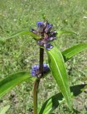 Gentiana macrophylla