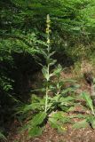 Verbascum gnaphalodes. Зацветающие растения. Южный берег Крыма, река Учан-Су, на краю дачного пос. в окр. Куйбышево. 27.07.2019.