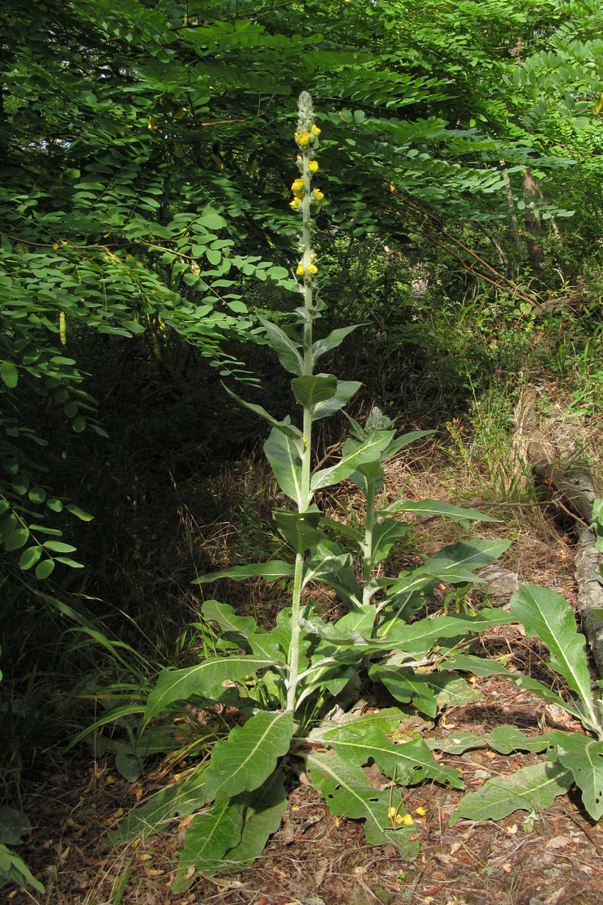 Изображение особи Verbascum gnaphalodes.