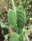 Clinopodium vulgare