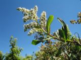 Sibiraea altaiensis