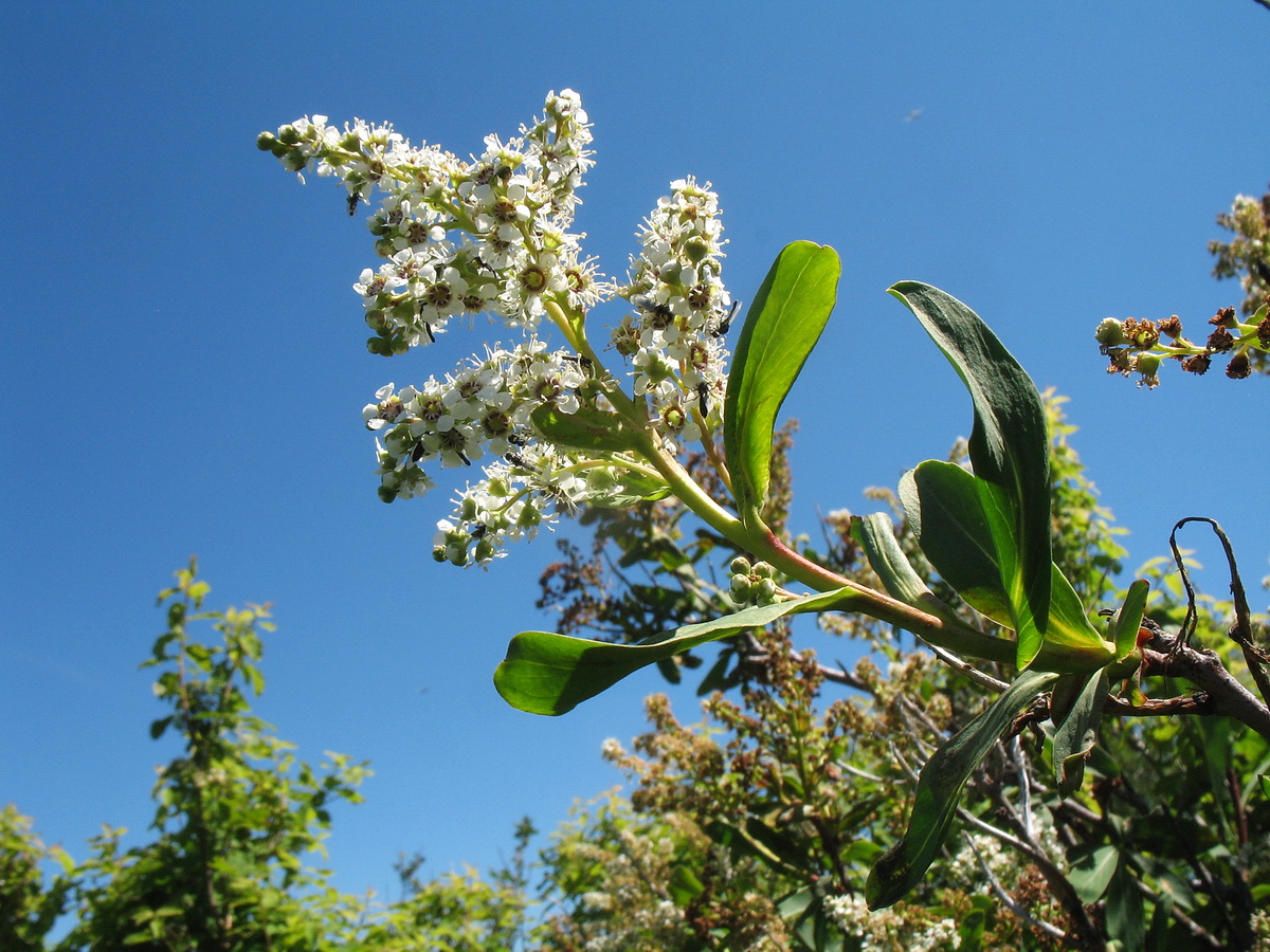 Изображение особи Sibiraea altaiensis.