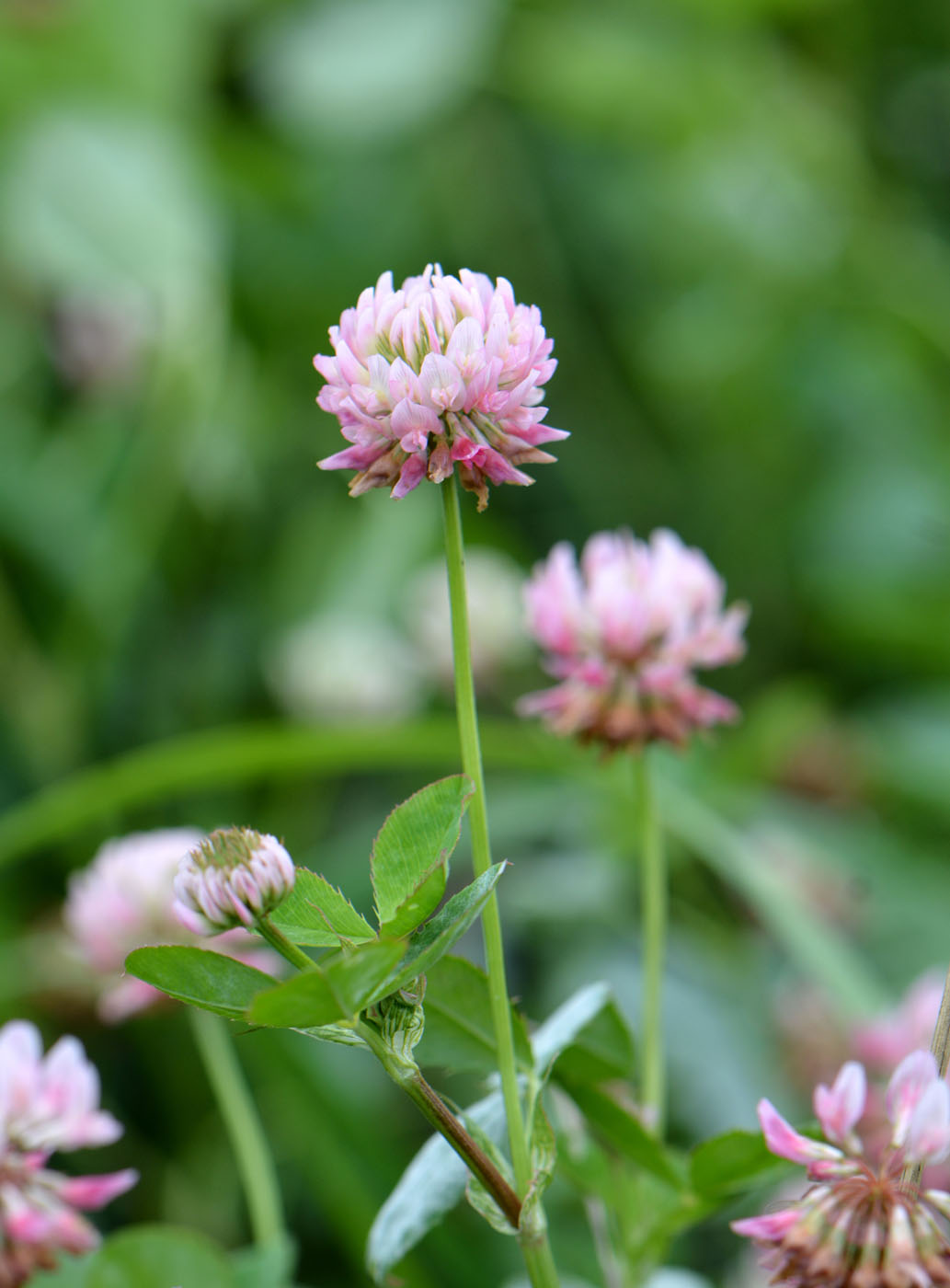 Изображение особи Trifolium hybridum.