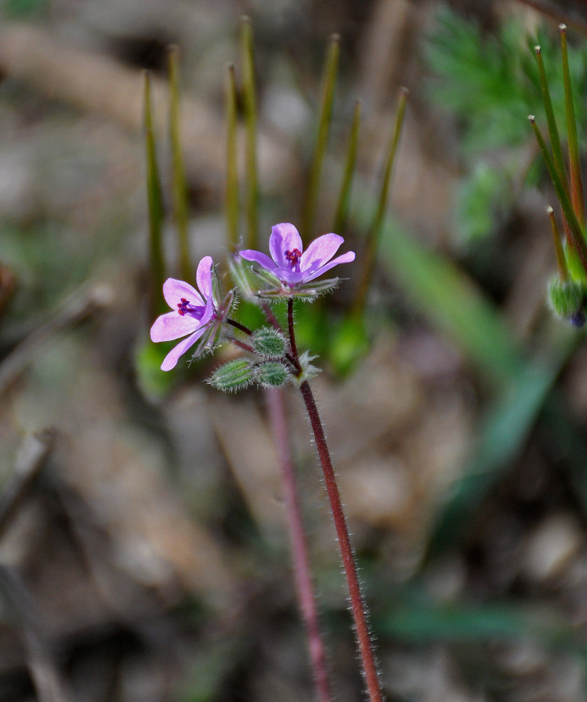 Изображение особи Erodium cicutarium.