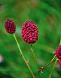 Sanguisorba officinalis. Соцветие. Челябинская обл., Саткинский р-н, хребет Зюраткуль, ≈ 1100 м н.у.м., субальпийский луг. 31.07.2019.