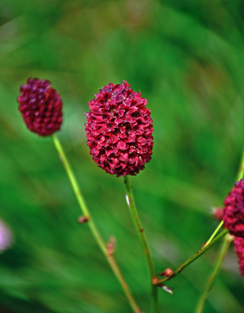 Изображение особи Sanguisorba officinalis.