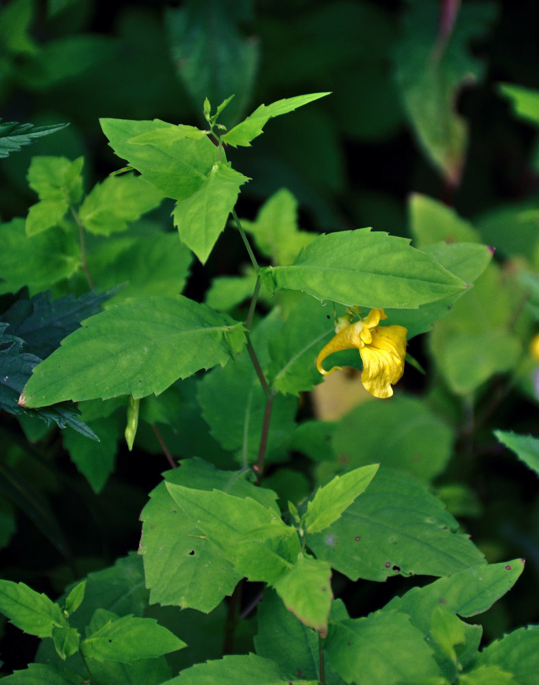 Изображение особи Impatiens noli-tangere.