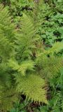 Athyrium filix-femina