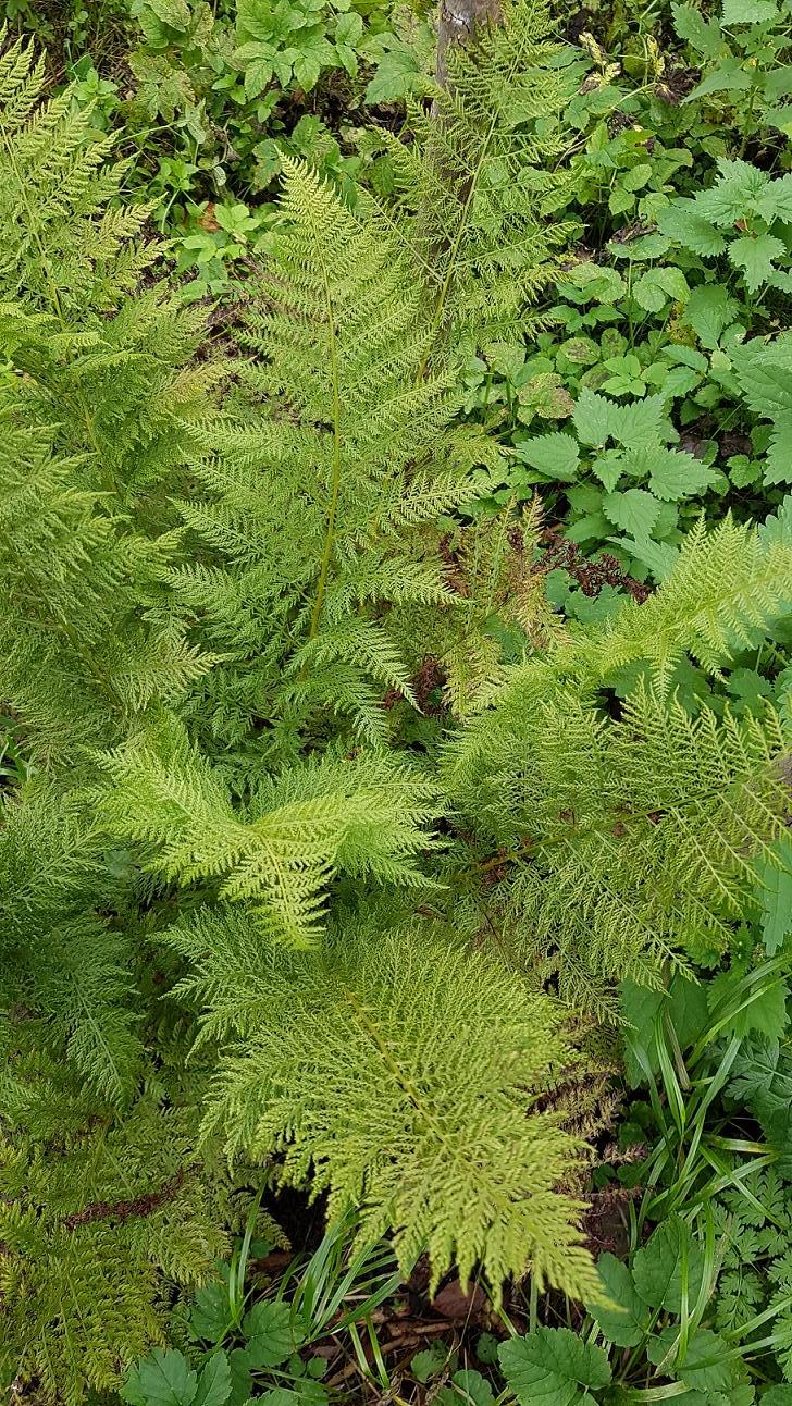 Image of Athyrium filix-femina specimen.