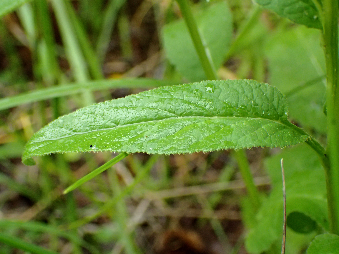 Image of Campanula glomerata specimen.