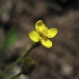 Cicendia filiformis. Цветок. Нидерланды, провинция Drenthe, национальный парк Drentsche Aa, заказник Eexterveld, участок с нарушенным травяным покровом. 14 июля 2008 г.