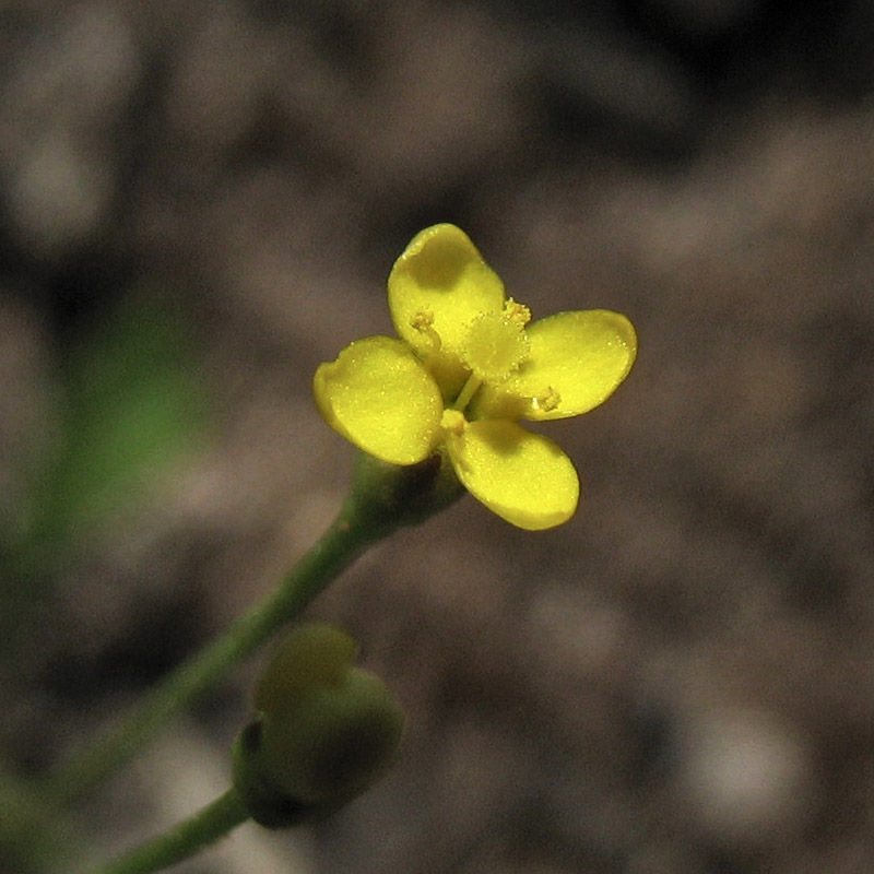 Изображение особи Cicendia filiformis.