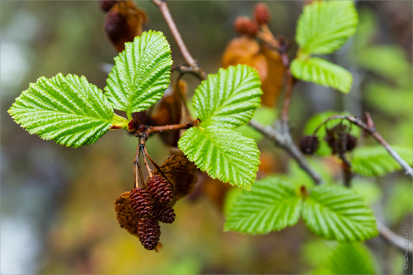 Изображение особи Duschekia fruticosa.