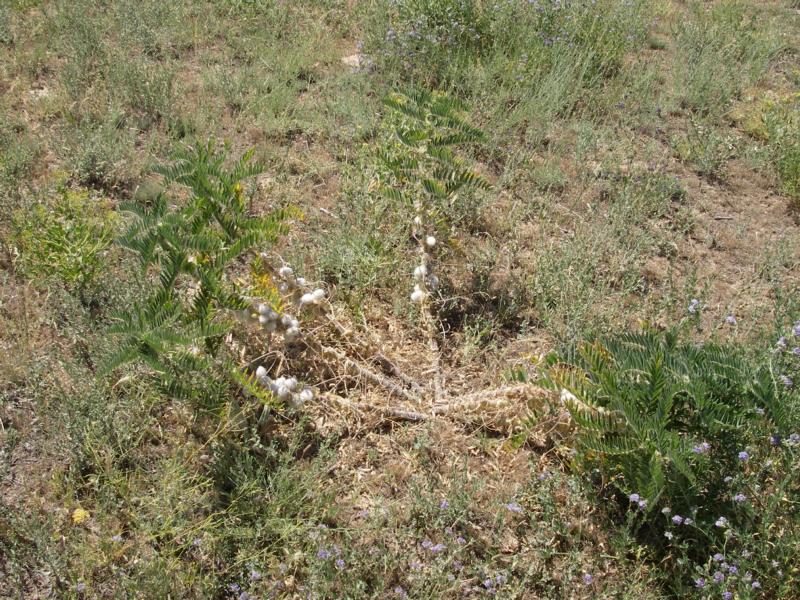 Image of Astragalus sieversianus specimen.