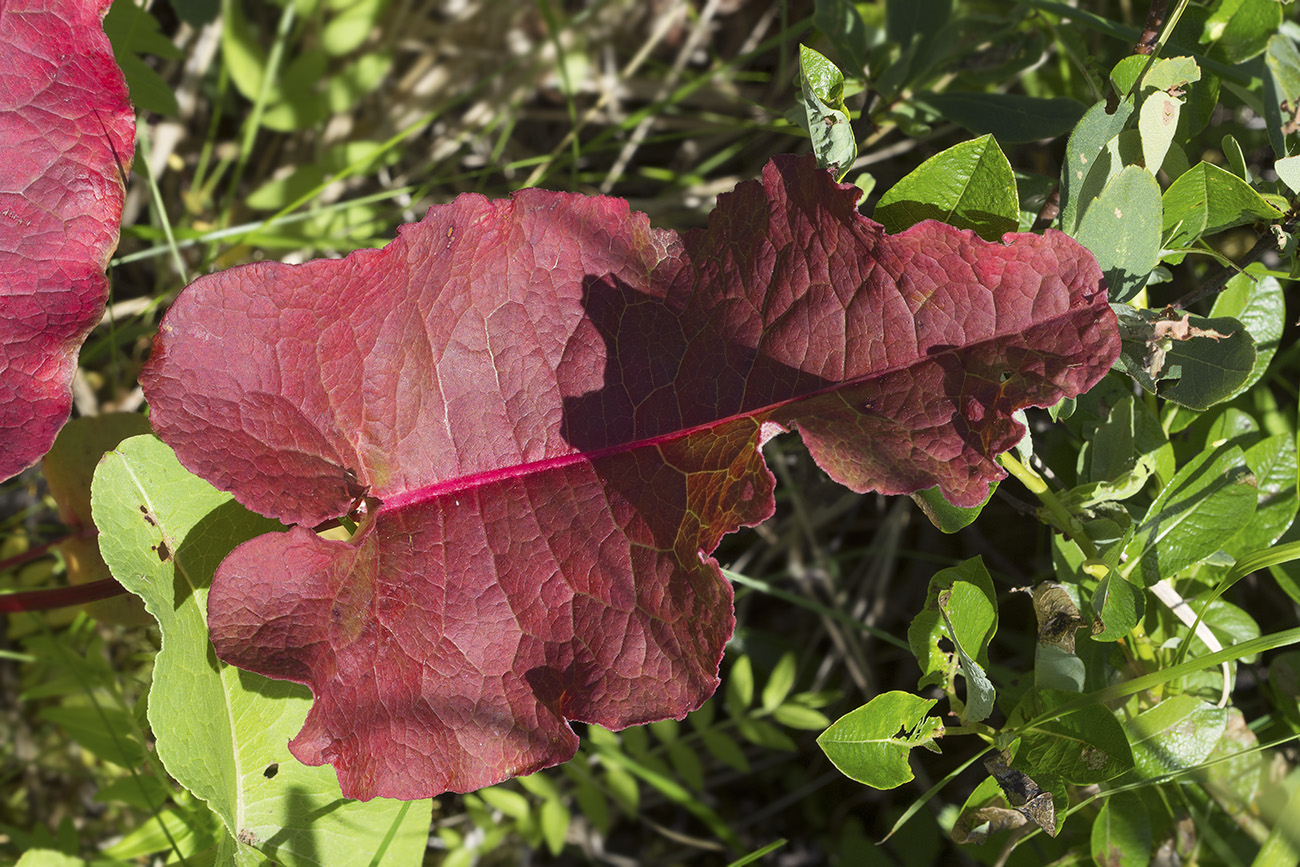 Image of Rumex gmelinii specimen.