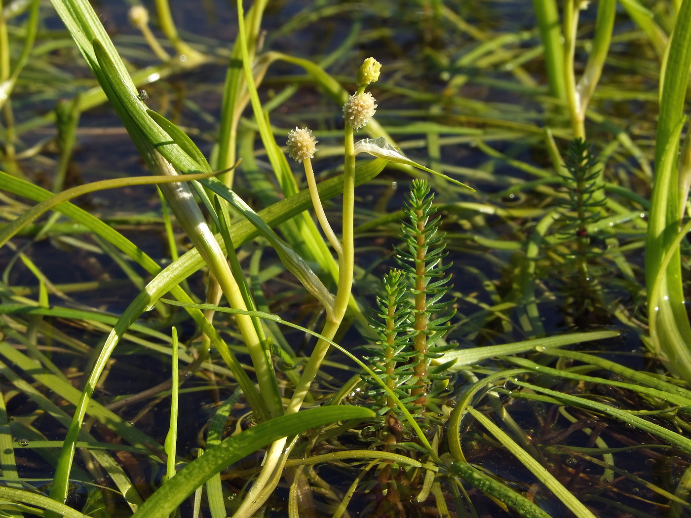 Image of Sparganium hyperboreum specimen.