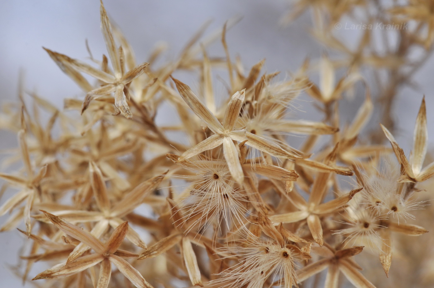 Image of familia Asteraceae specimen.